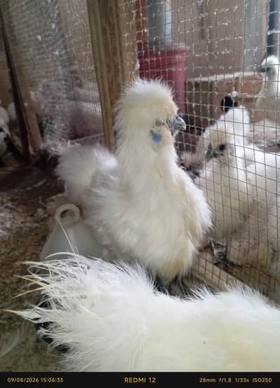 white silki for sale