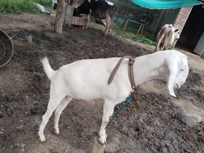 Goats pairs For Sell