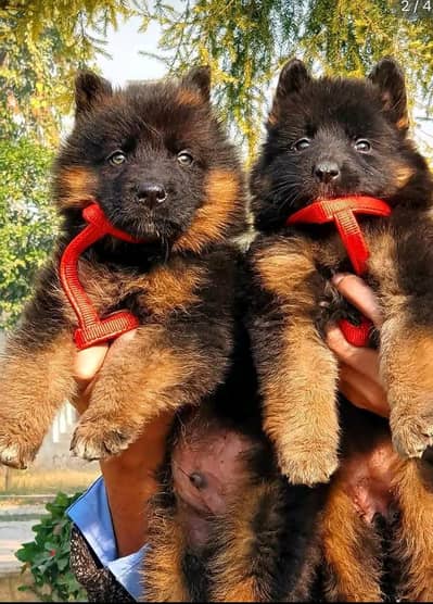 German Shepherd long coat puppies for sale my WhatsApp