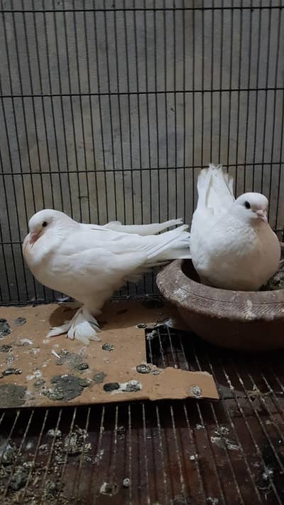 fancy pigeons or cages for sale.