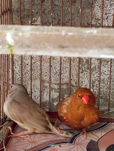 oul finch r full orange
