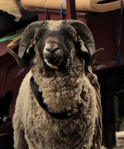 Menda sheep