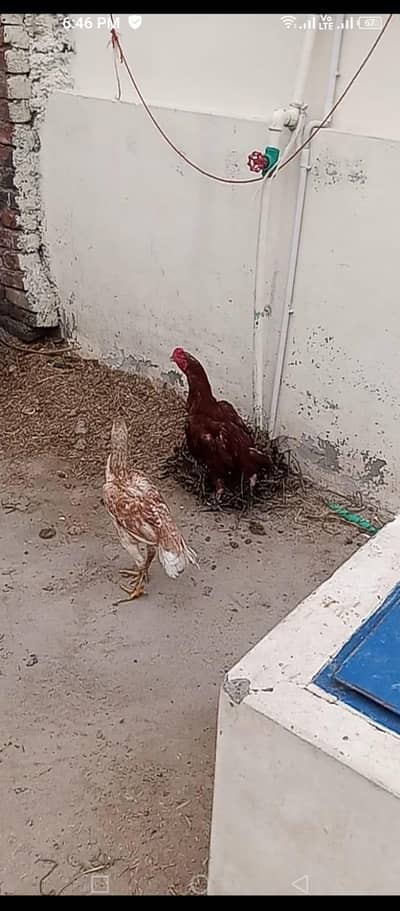 java nasel k h