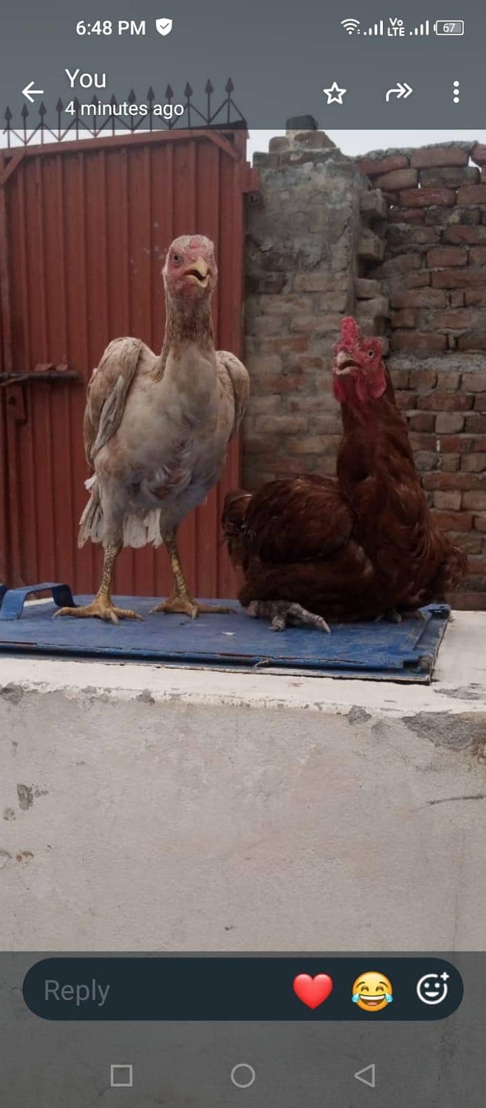 java nasel k h 1