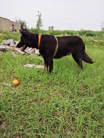 doge available with Pappi