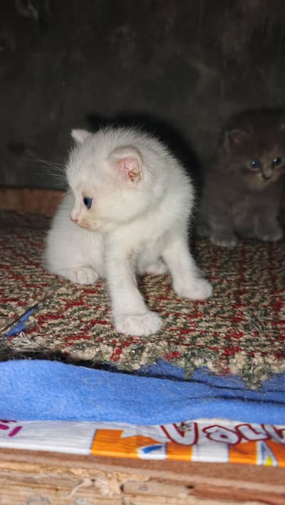 cittan pair for sale