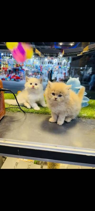 persian cat for sale