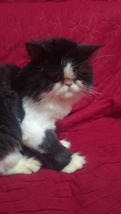 Bi colour punch face female looking for new home