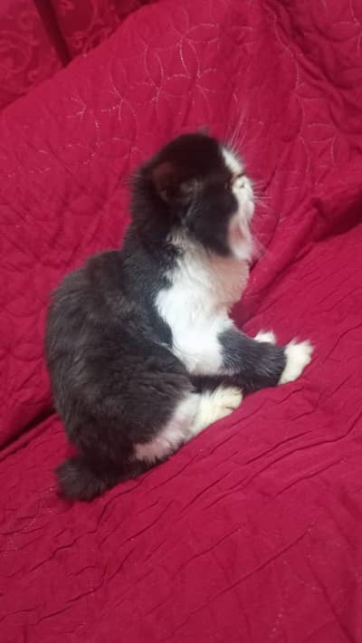Bi colour punch face female looking for new home