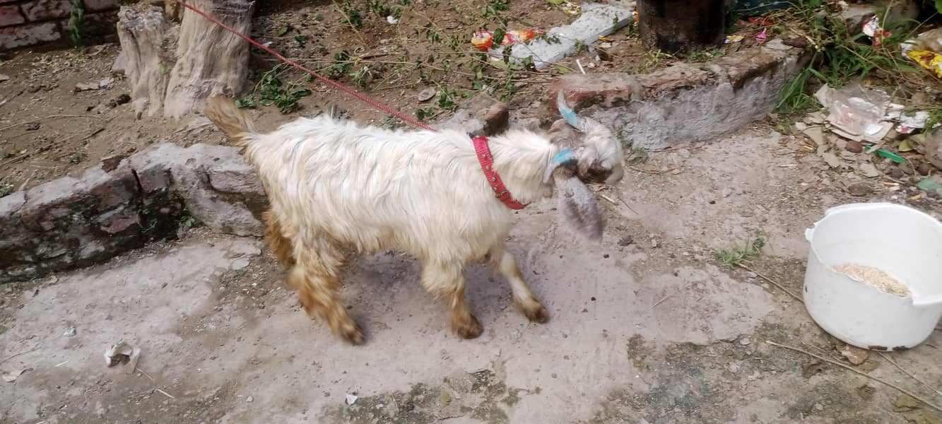 bakra 0