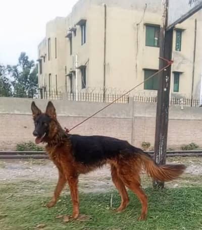 German Shepherd female long coat for sale 5 language black mass