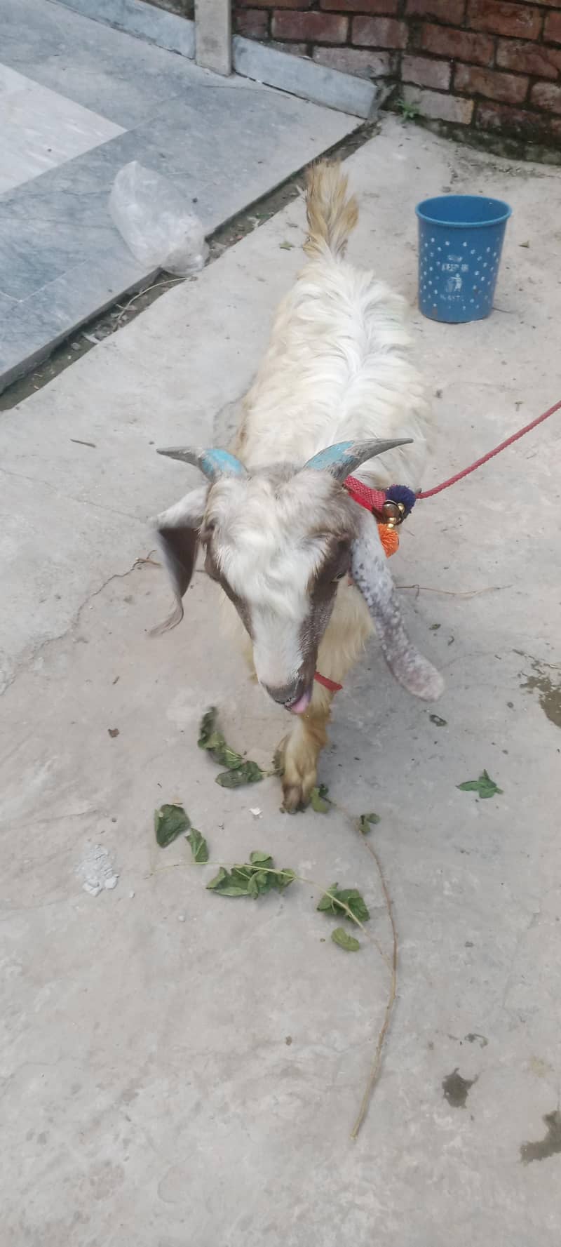 bakra 1