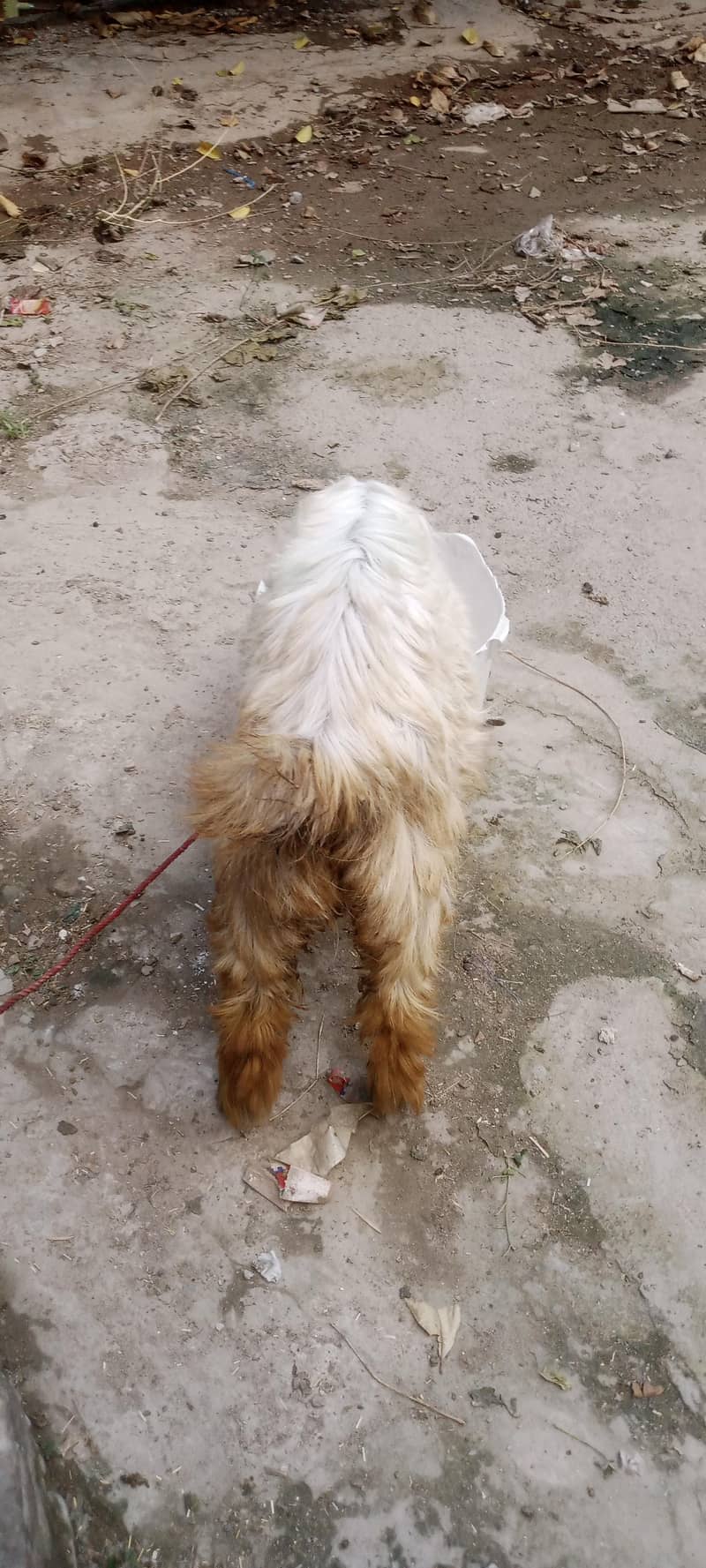 bakra 2