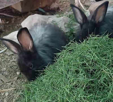 Black angora