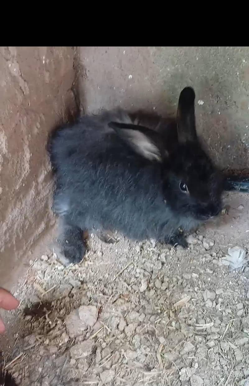 Black angora 1