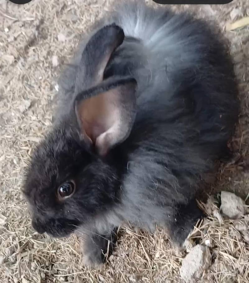 Black angora 2