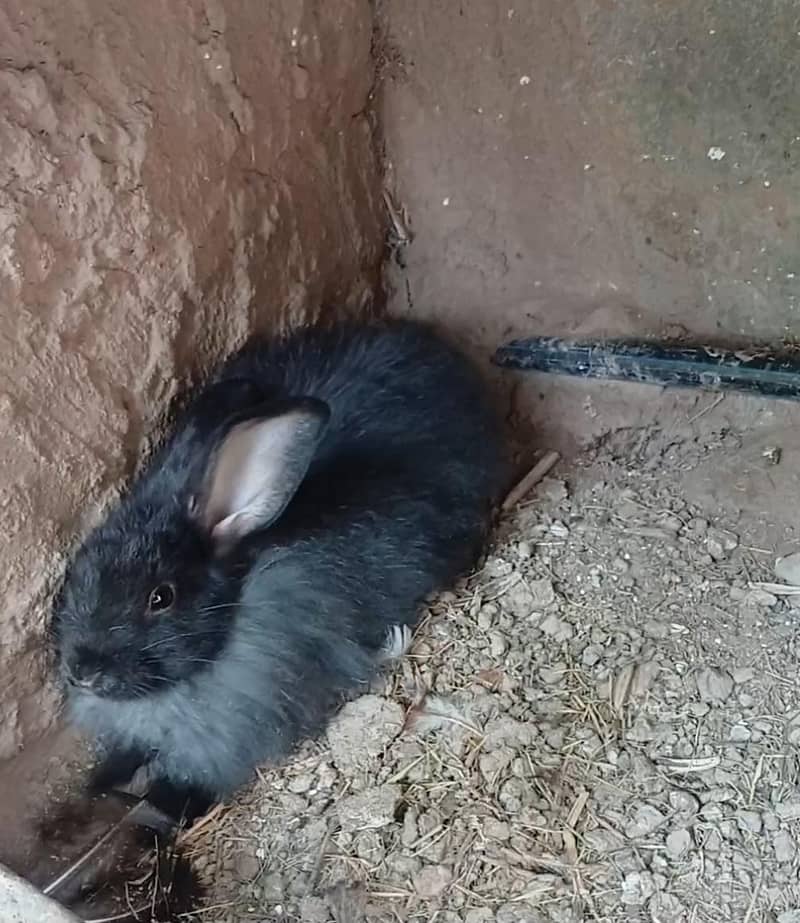 Black angora 3