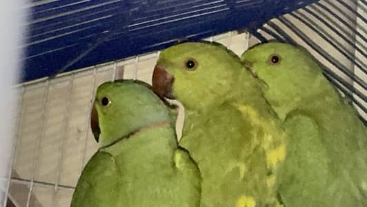 Yellow Split pair