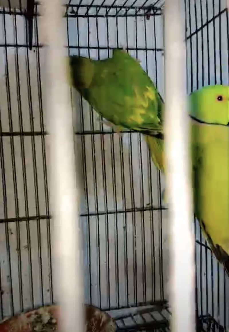Yellow Split pair 1
