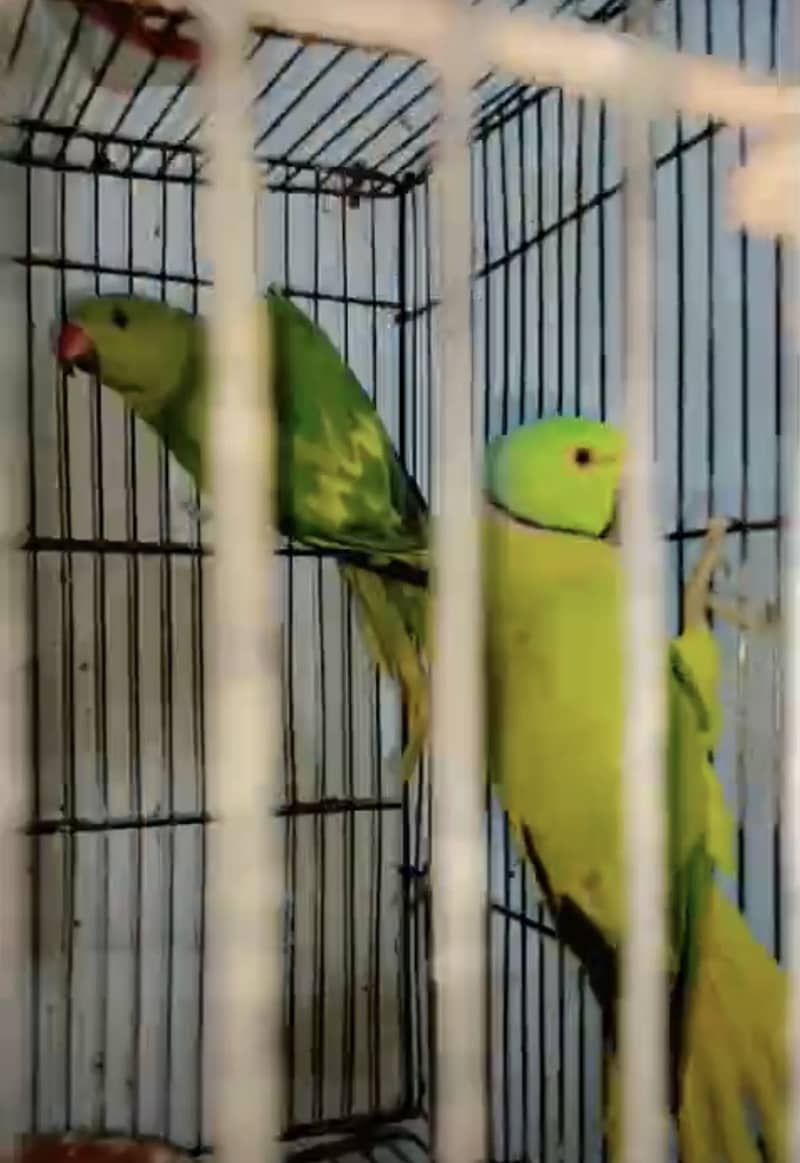 Yellow Split pair 2
