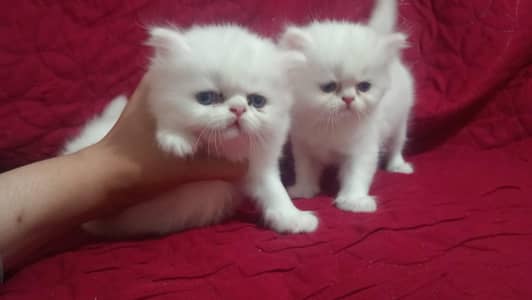 Triple coat punch face kittens pair looking for new home