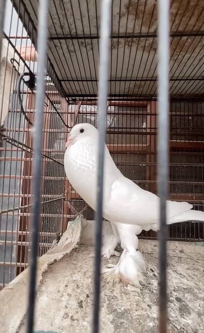 Megpie pouter Male white