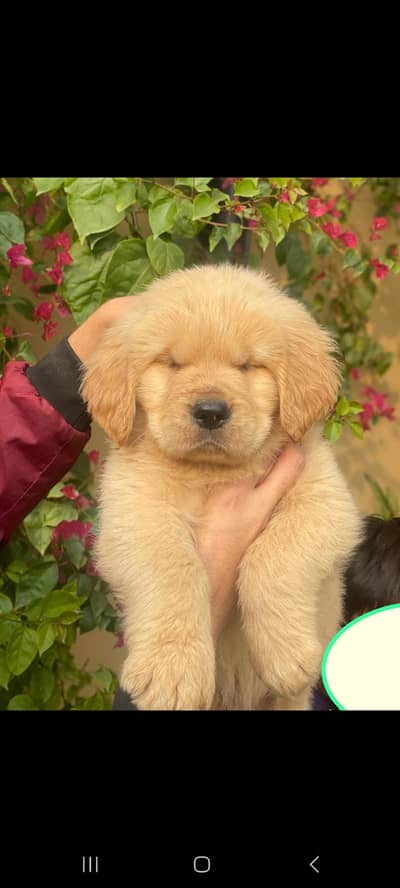 TOP QUALITY GOLDEN RETRIEVER FEMALE PUP AVAILABLE FOR SALE