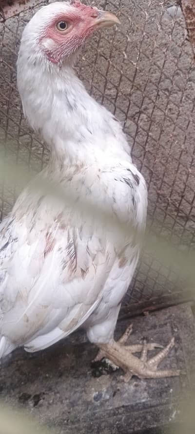 Beautiful Young White Hen | Egg Laying Hen