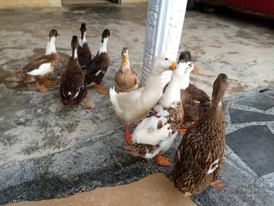 Fertile duck 