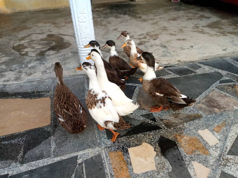 Fertile duck  1