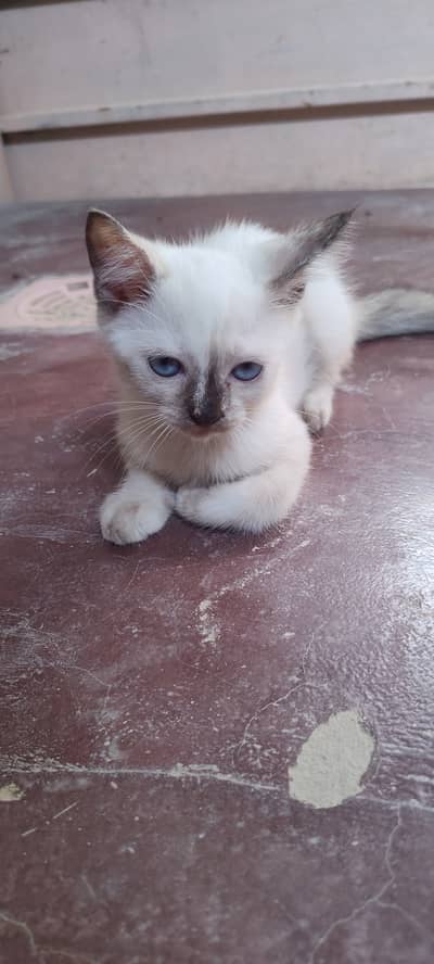 Beautiful Persian Cat for Sale  2 kittens each price 3500