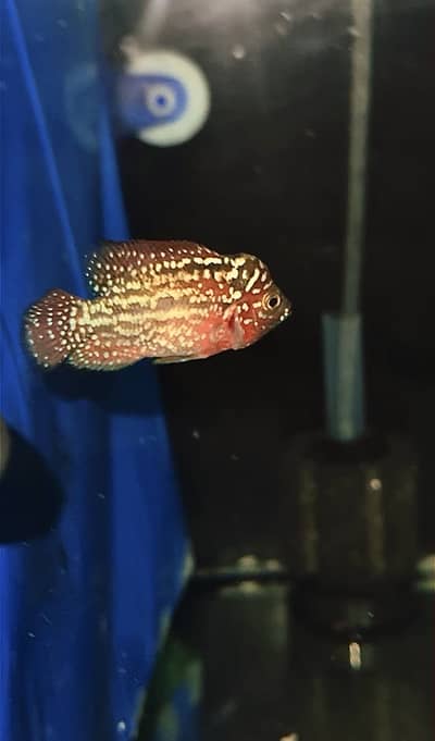 Flowerhorn (King Kamfa)