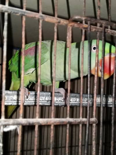  Female Pahari Parrot | 3 Years | Hand Tame & Talking