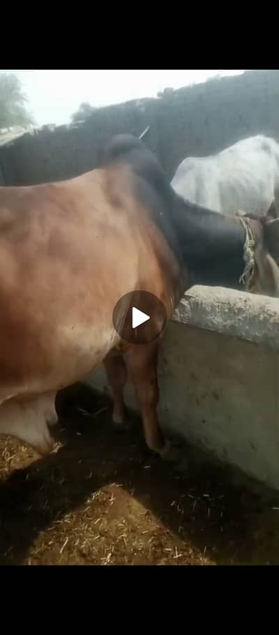ساہیوال نسل کا بیل وزن پانچ من کے قریب