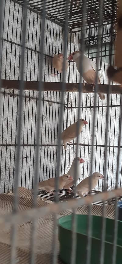 pastel fawn java pathy