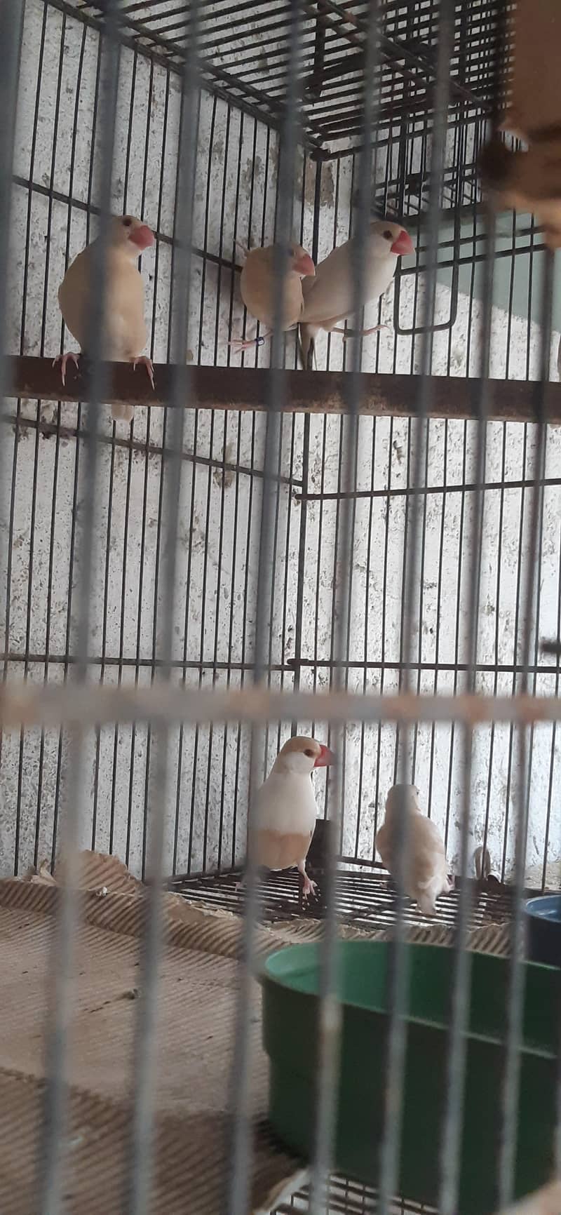 pastel fawn java pathy 1