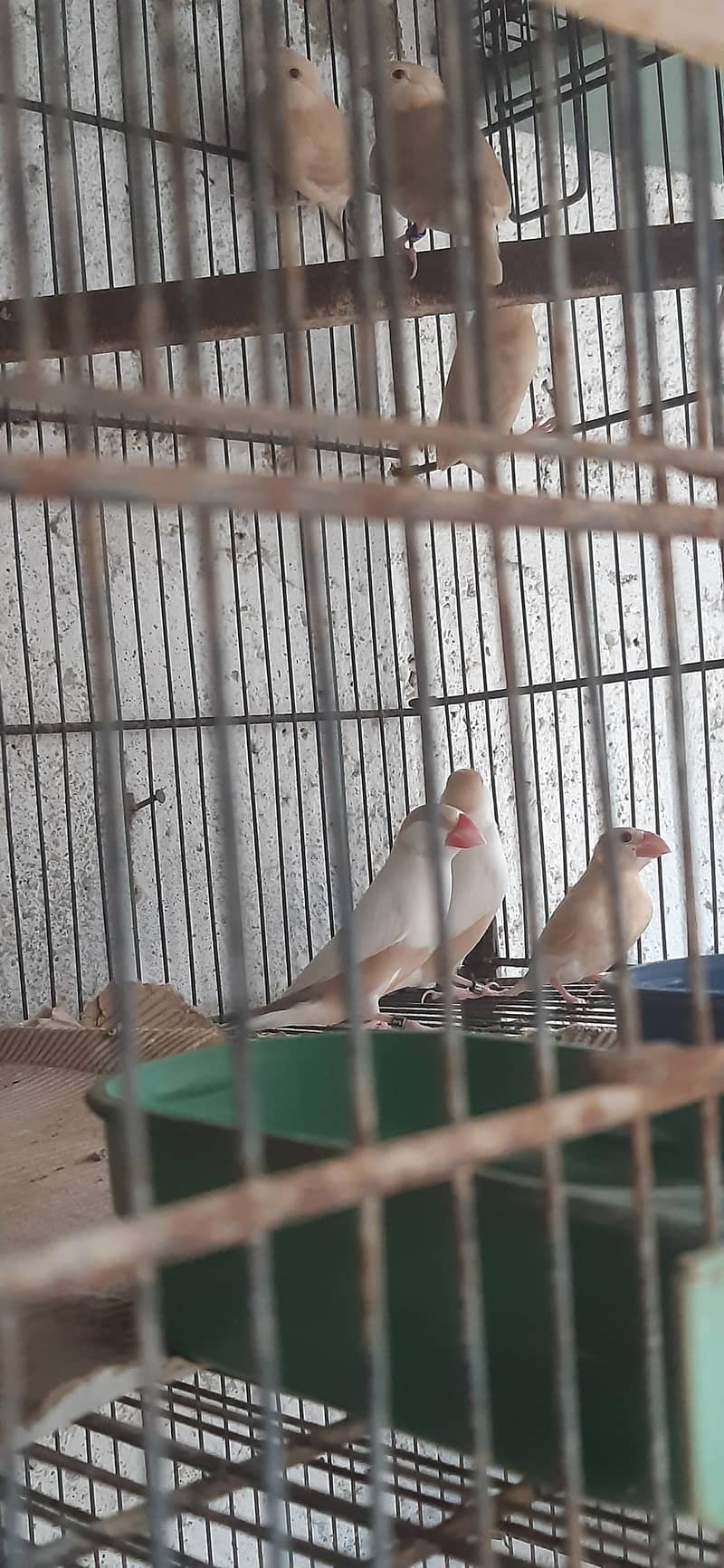 pastel fawn java pathy 2