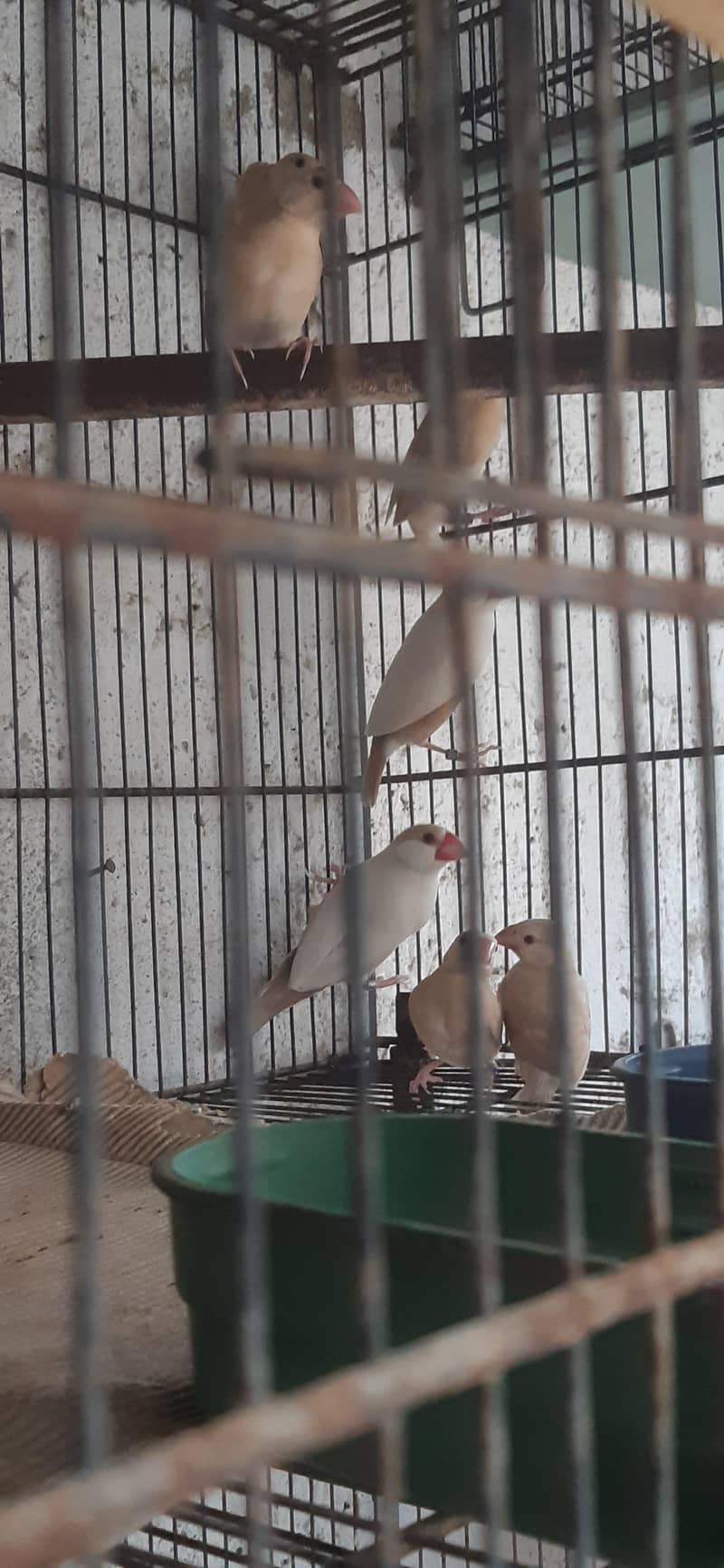 pastel fawn java pathy 4