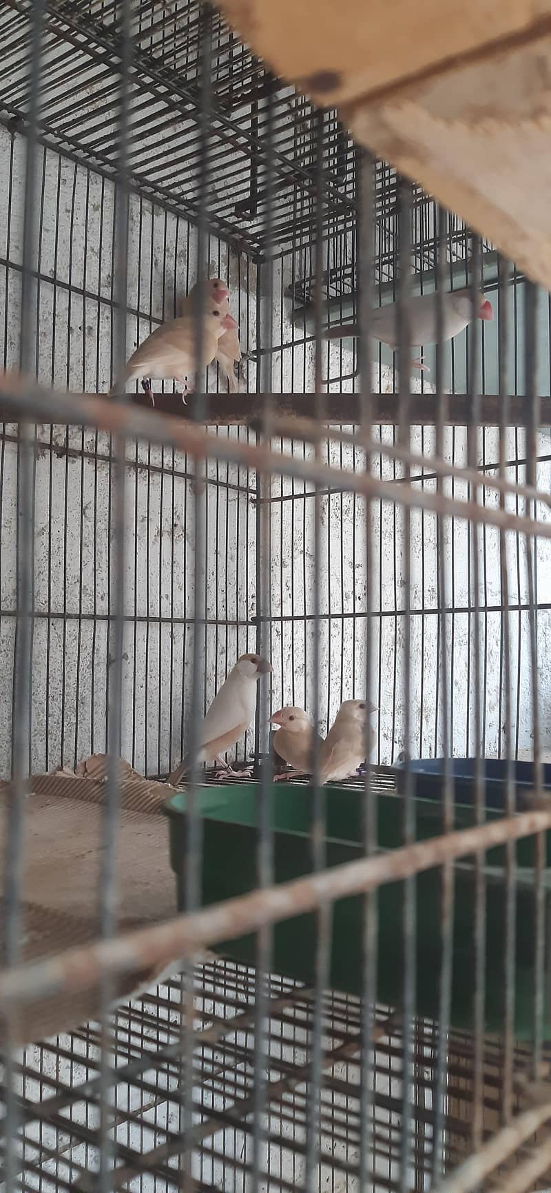 pastel fawn java pathy 5