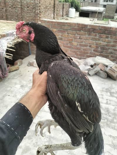 Aseel murga or chicks