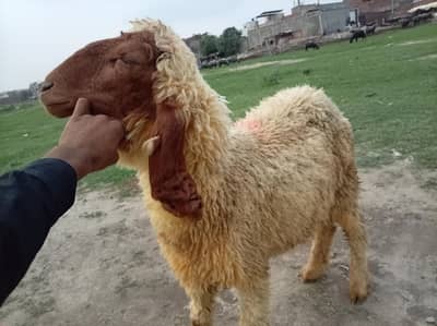 dasi bhair. boti phat. dasi chatra