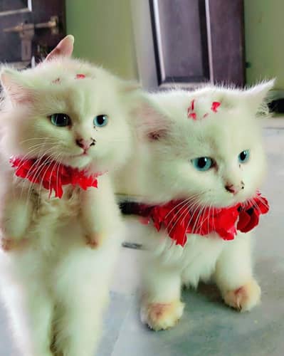 catlover