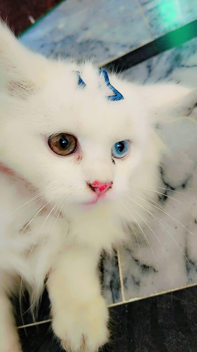 catlover 1