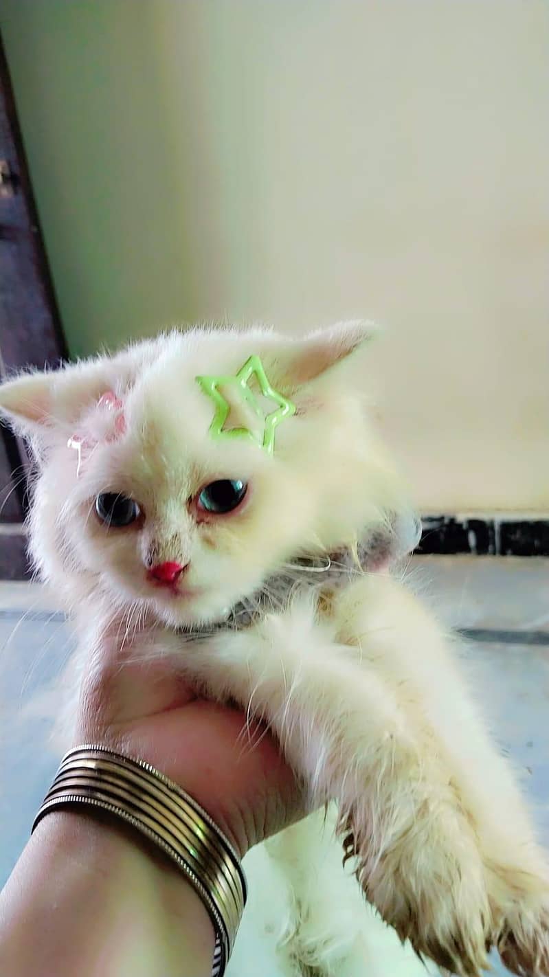 catlover 2