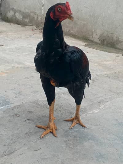 Aseel Murga for sale