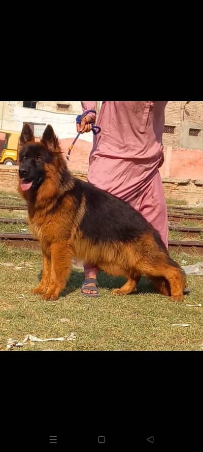 German Shepherd long coat