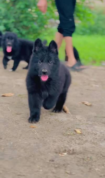 German Shepherd Pupps | German Shepherd Female | long Coat Pupps | GSD