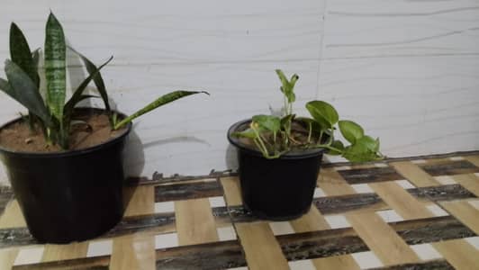 Aesthetic Indoor Plant Duo: Snake Plant + Money Plant