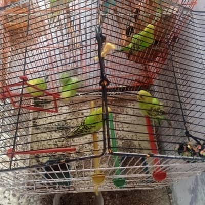 pairs for sale