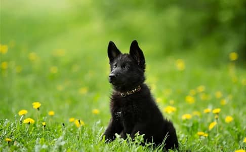 German Shepherd Pupps | German Shepherd Female | long Coat Pupps | GSD
